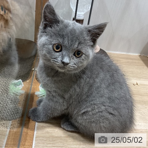 ブリティッシュショートヘアの写真
