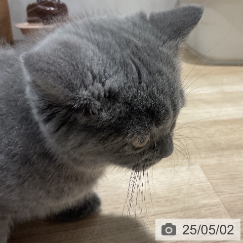 ブリティッシュショートヘアの写真