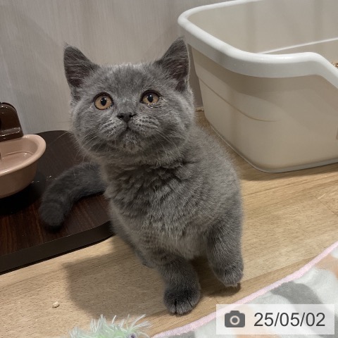 ブリティッシュショートヘアの写真