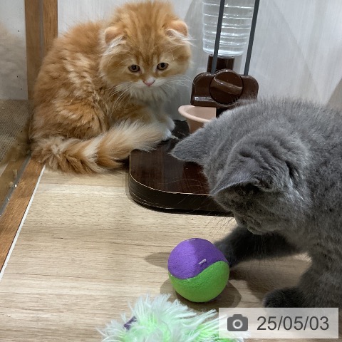ブリティッシュショートヘアの写真