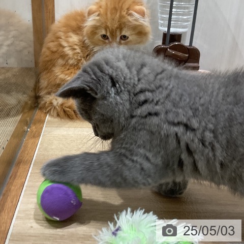 ブリティッシュショートヘアの写真