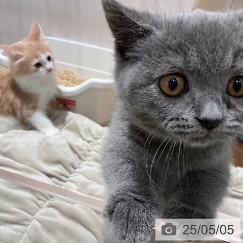 ブリティッシュショートヘアの写真