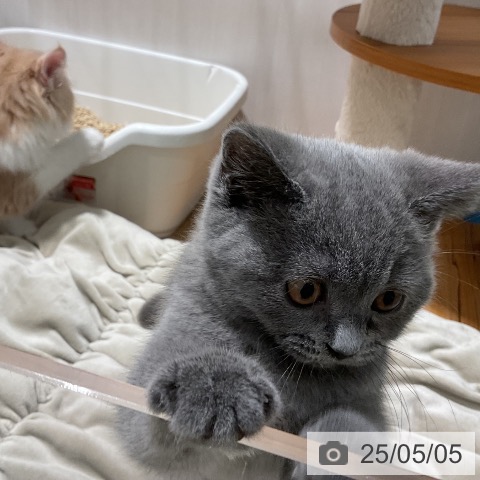 ブリティッシュショートヘアの写真