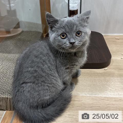 ブリティッシュショートヘアの写真