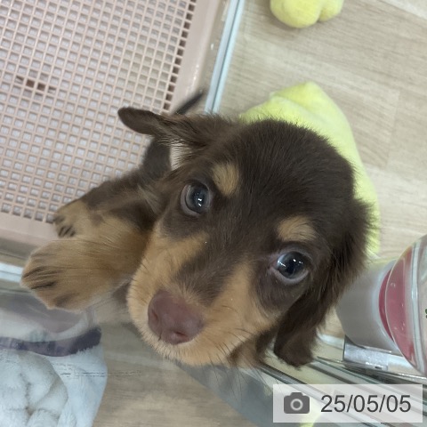 ミニチュア・ダックスフンドの写真