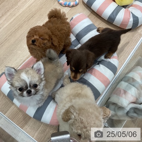 ミニチュア・ダックスフンドの写真