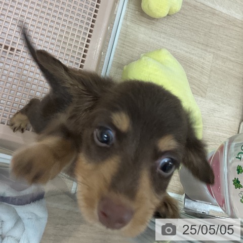 ミニチュア・ダックスフンドの写真