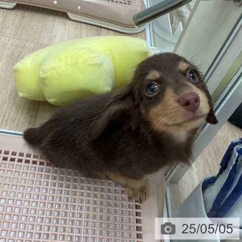 ミニチュア・ダックスフンドの写真