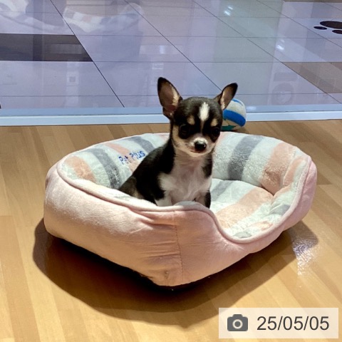 チワワの写真