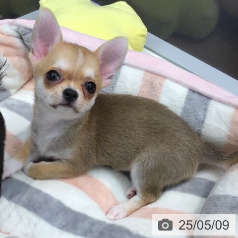 チワワの写真