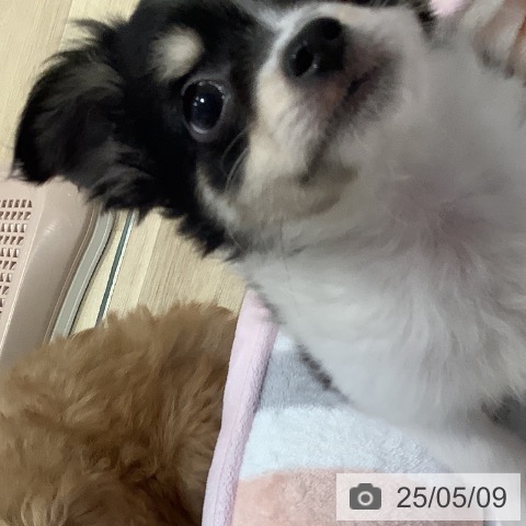 チワワの写真