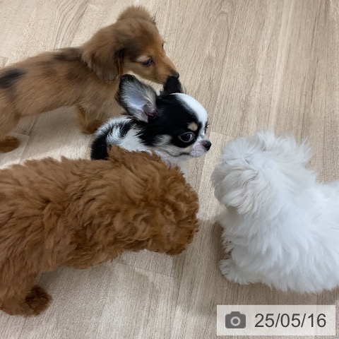マルチーズの写真
