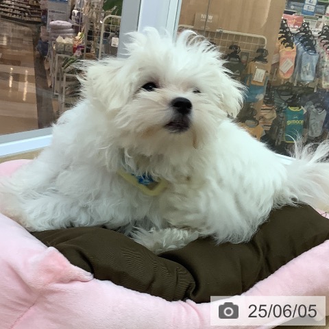 マルチーズの写真