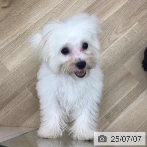 マルチーズの写真