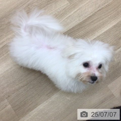 マルチーズの写真