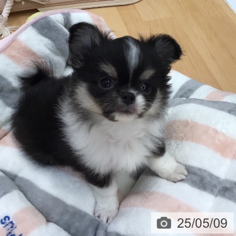 チワワの写真