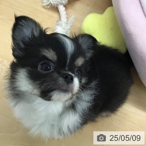 チワワの写真