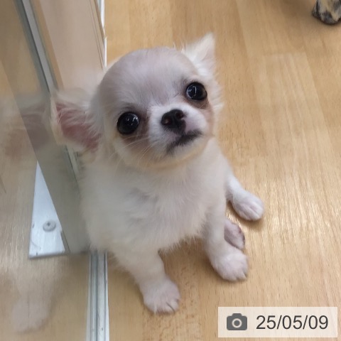 チワワの写真