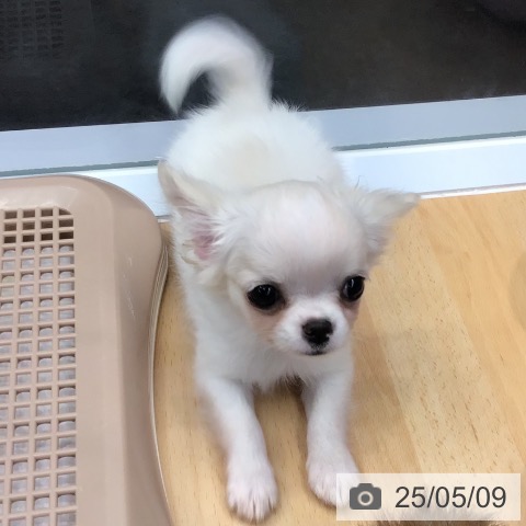チワワの写真