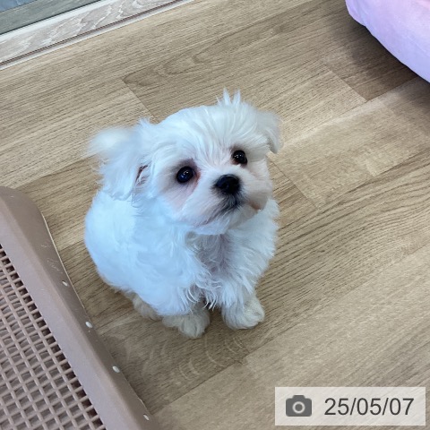 マルチーズの写真