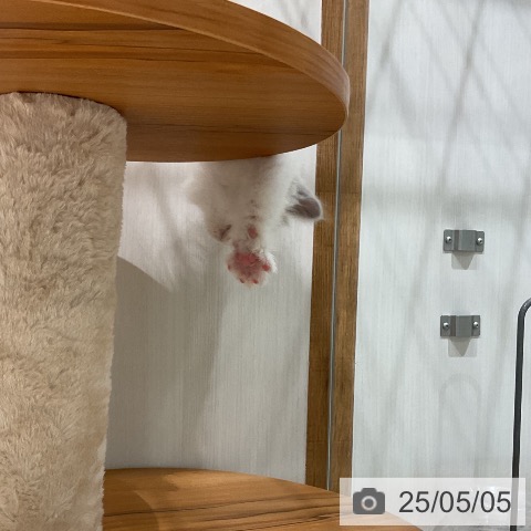 ラグドールの写真