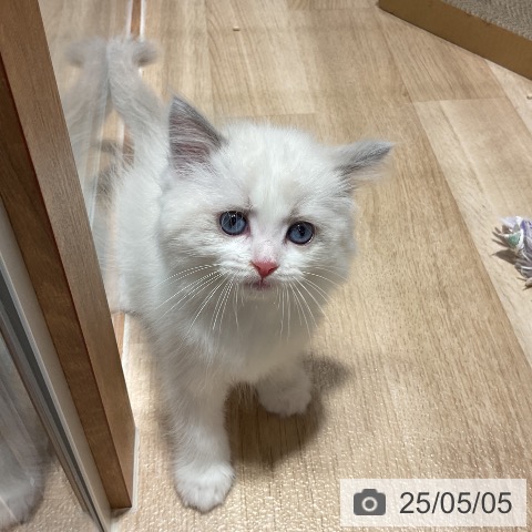 ラグドールの写真