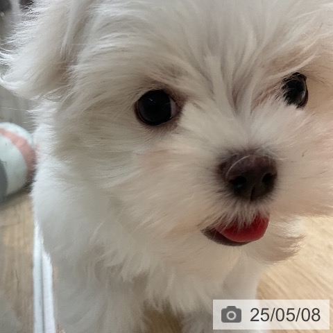 マルチーズの写真