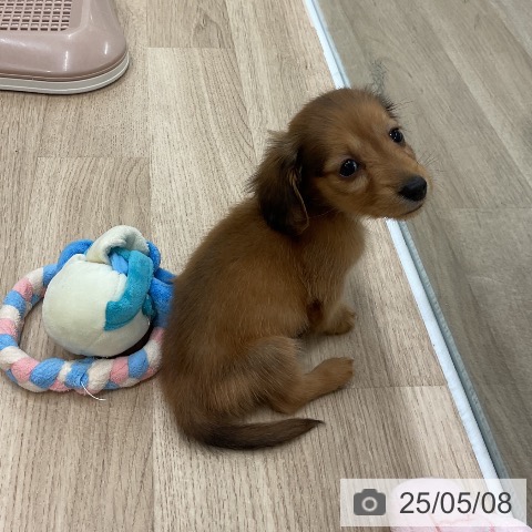 ミニチュア・ダックスフンドの写真