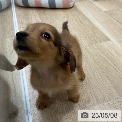 ミニチュア・ダックスフンドの写真