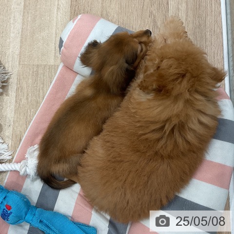 ミニチュア・ダックスフンドの写真