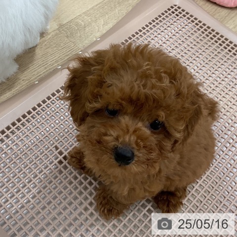 トイ・プードルの写真
