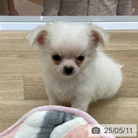 チワワの写真