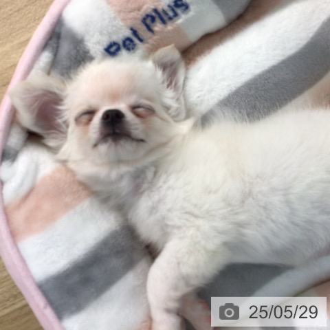 チワワの写真