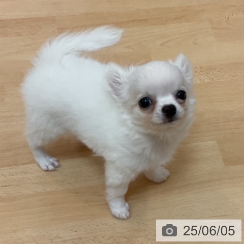 チワワの写真