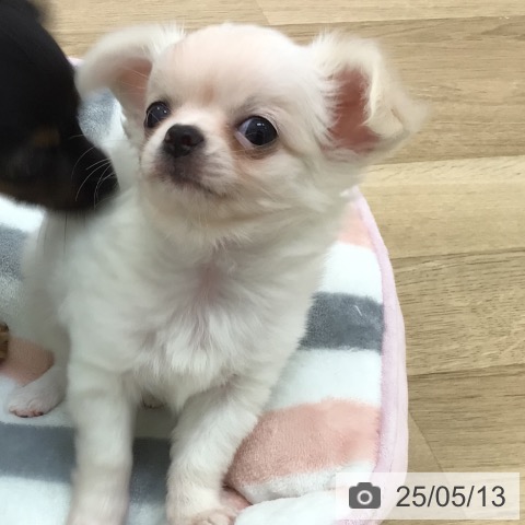 チワワの写真