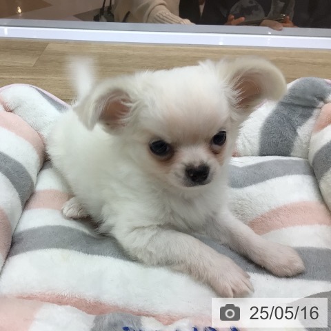 チワワの写真