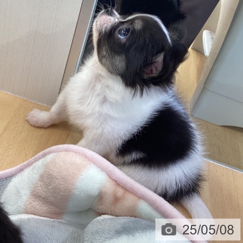 チワワの写真