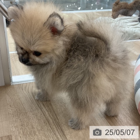 ポメラニアンの写真