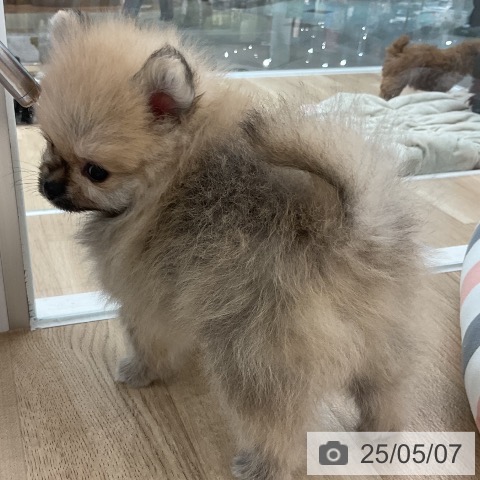 ポメラニアンの写真