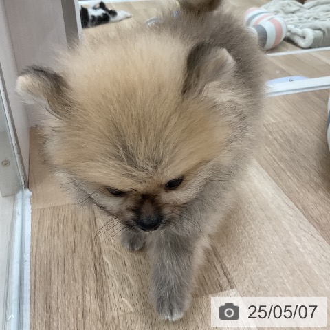 ポメラニアンの写真