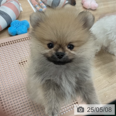 ポメラニアンの写真
