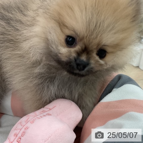 ポメラニアンの写真