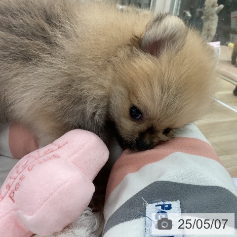 ポメラニアンの写真