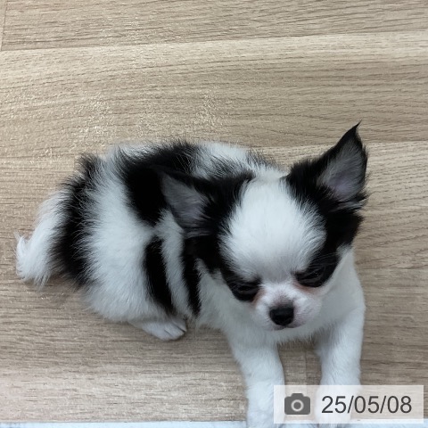 チワワの写真