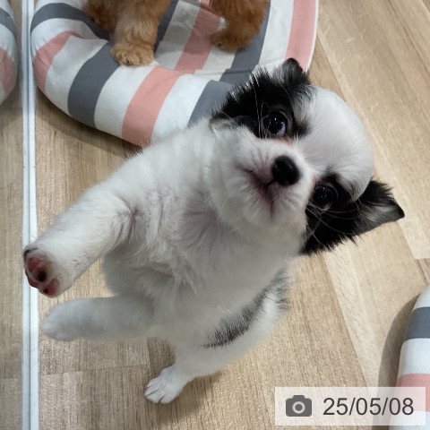 チワワの写真