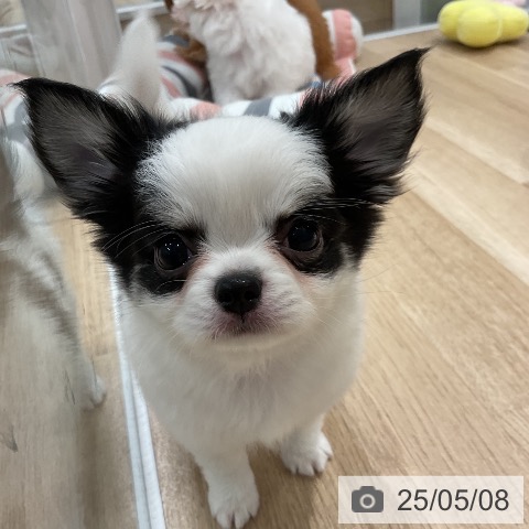 チワワの写真