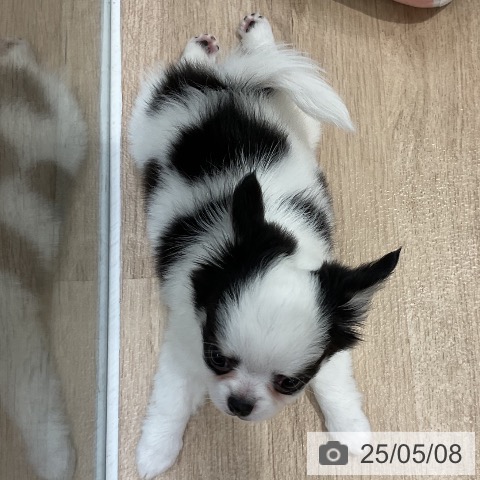 チワワの写真