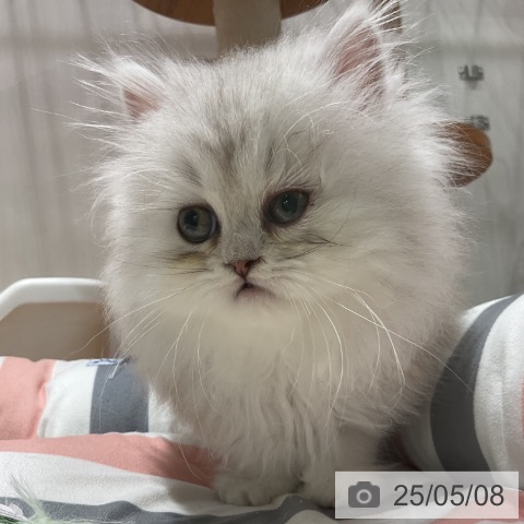 ペルシャの写真