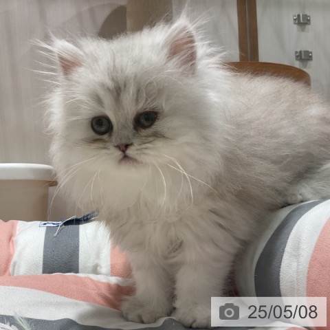 ペルシャの写真
