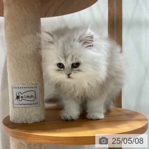 ペルシャの写真